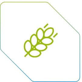 Trigo