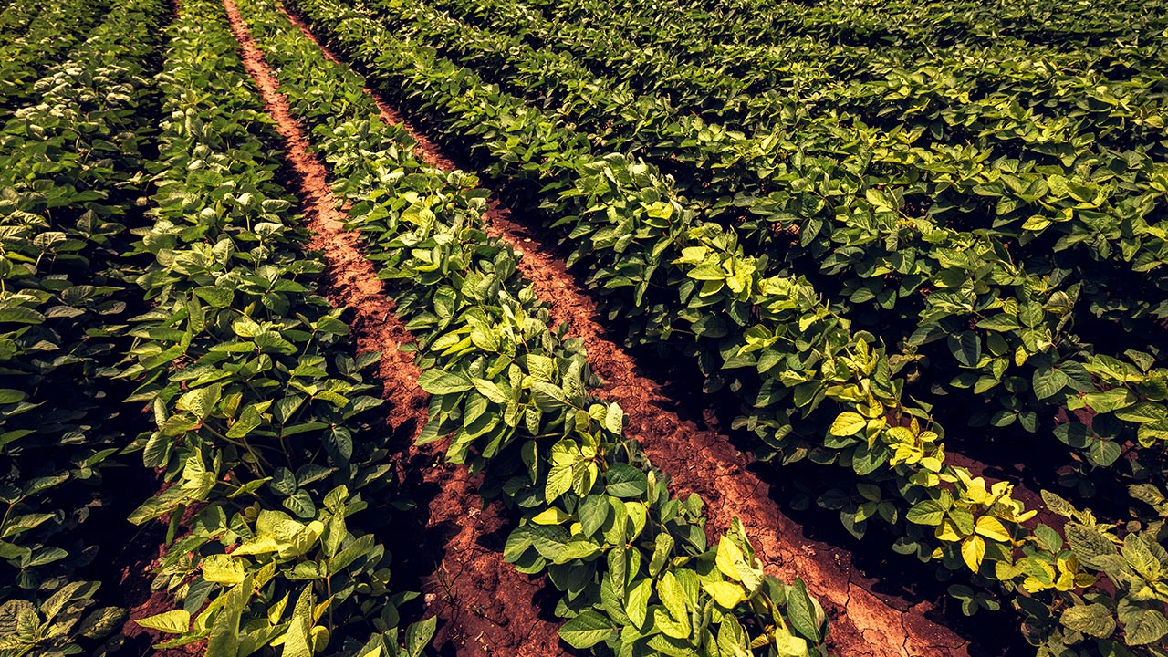 Relação Cálcio Magnésio - Importância para Produtividade