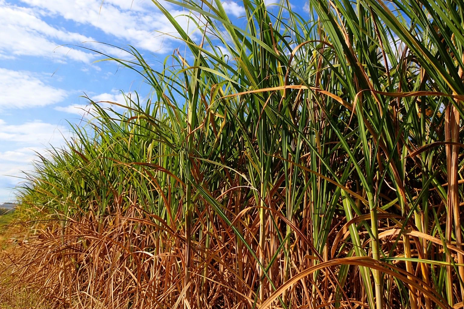 OxiFlux Vs Concorrentes: Relatório técnico Oliveira Neto 