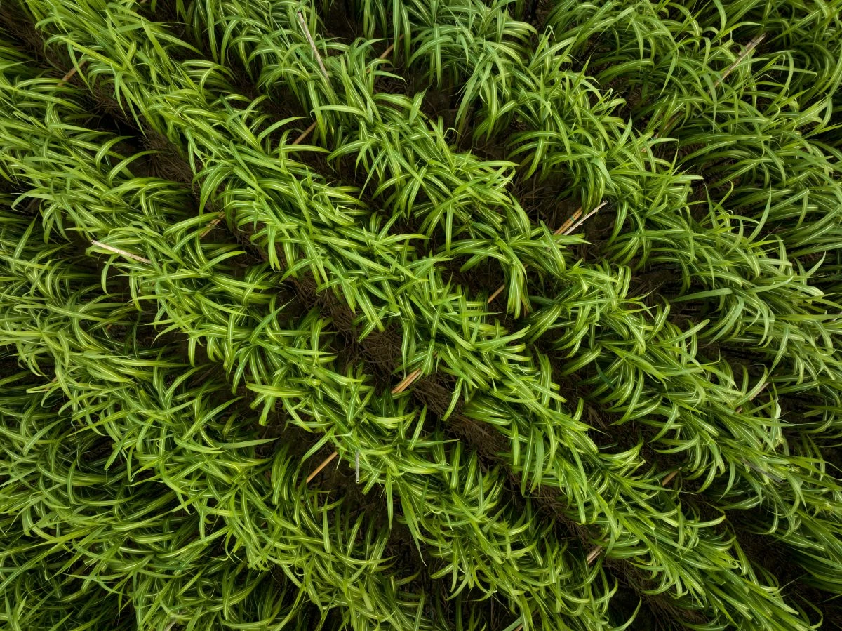 Caltec e MAZ: resultados com OxiFlux na cana-de-açúcar