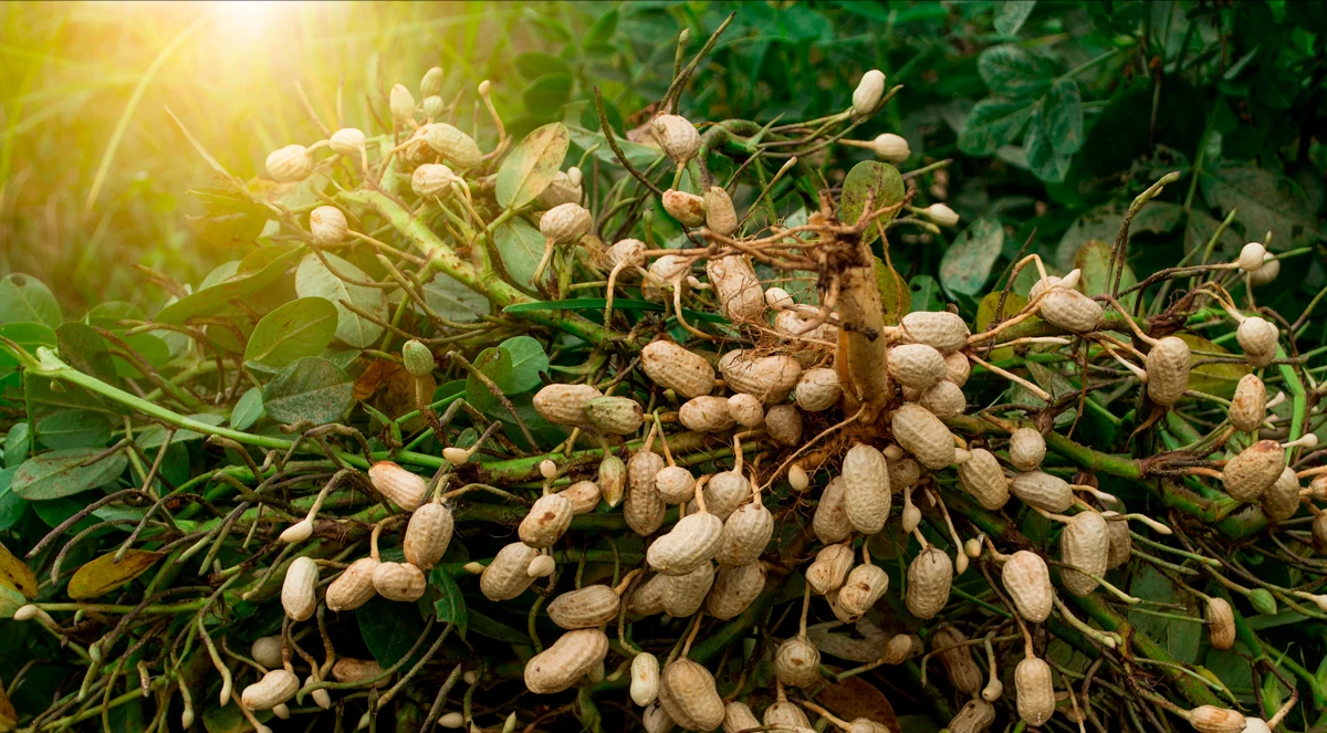 Interação entre óxidos de cálcio e magnésio no amendoim e a FBN