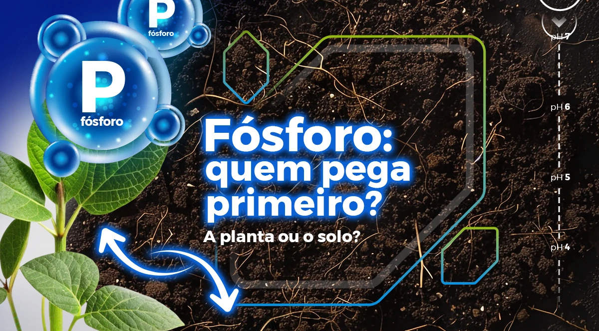Fósforo no solo: a planta aproveita ou o solo retém?
