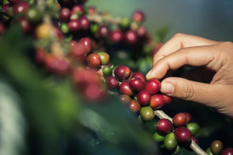 Doutor Solo: Eficiência agronômica dos produtos Caltec no desenvolvimento e produtividade do cafeeiro