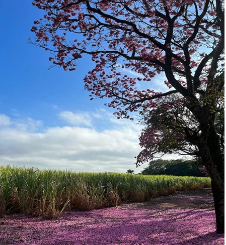 IAC: Óxidos de Cálcio e Magnésio granulometrias na cana-soca