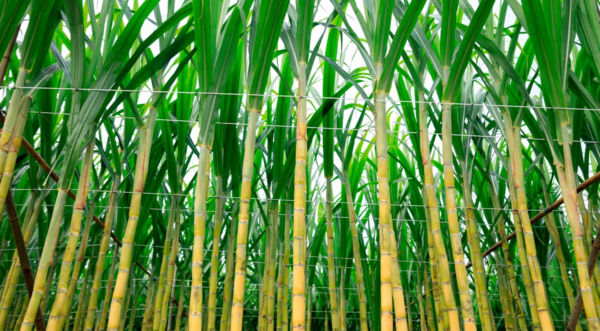 Estudos do IAC comprovam ganhos com óxidos refinados na cana-soca