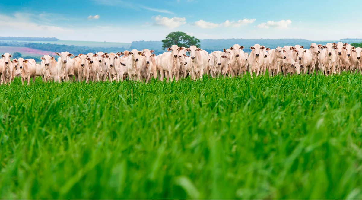 Manejo com óxidos de cálcio e magnésio na pastagem aumenta em mais de 20% a produtividade, melhora a qualidade do pasto e amplia a eficiência produtiva da pecuária