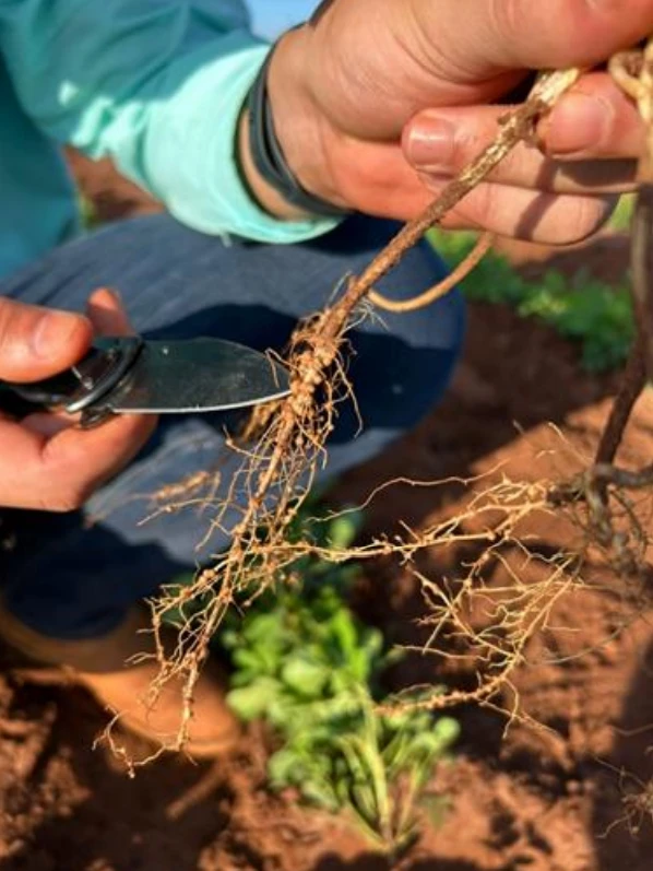 Aplicação de Óxido de Cálcio (CaO) e Magnésio (MgO) no amendoim