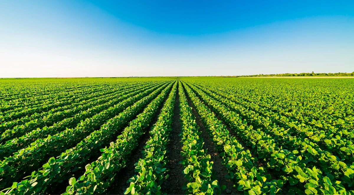 Manejo e nutrição eficiente: caminhos para reduzir a lacuna de produtividade (Yield Gap) na soja