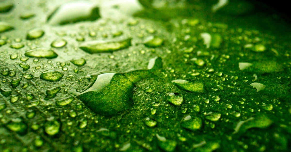 Potássio e magnésio: equilíbrio na nutrição vegetal