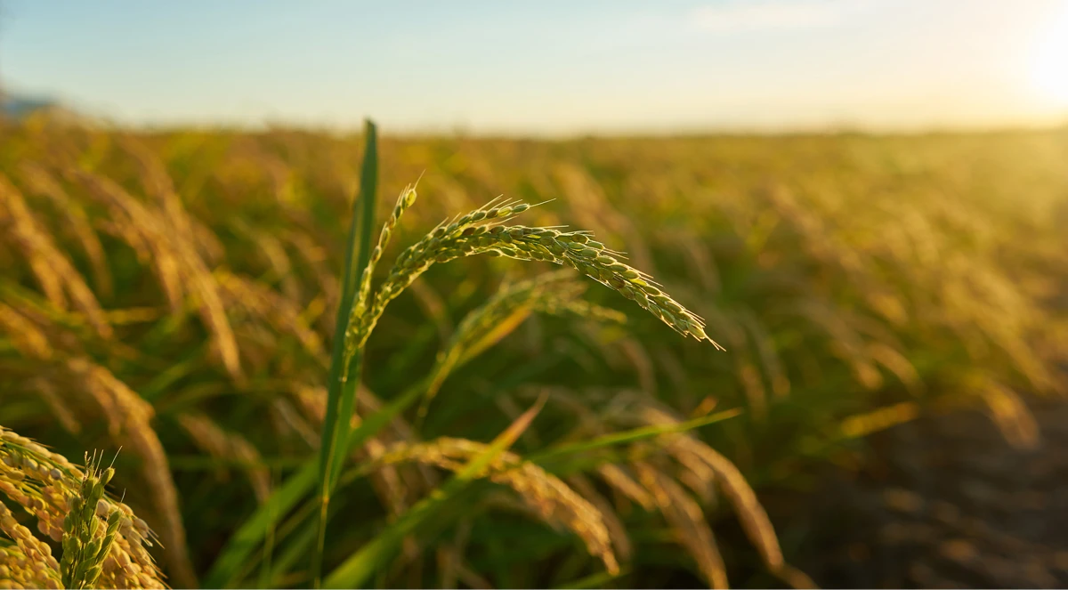 Agrolitá no arroz: alta reatividade e mais produtividade