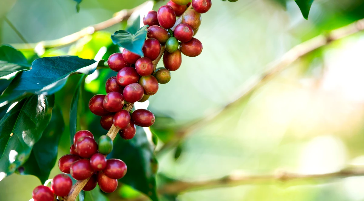 Eficiência do Fertimacro associado ao Agrolitá no crescimento inicial de mudas de café em solo ácido