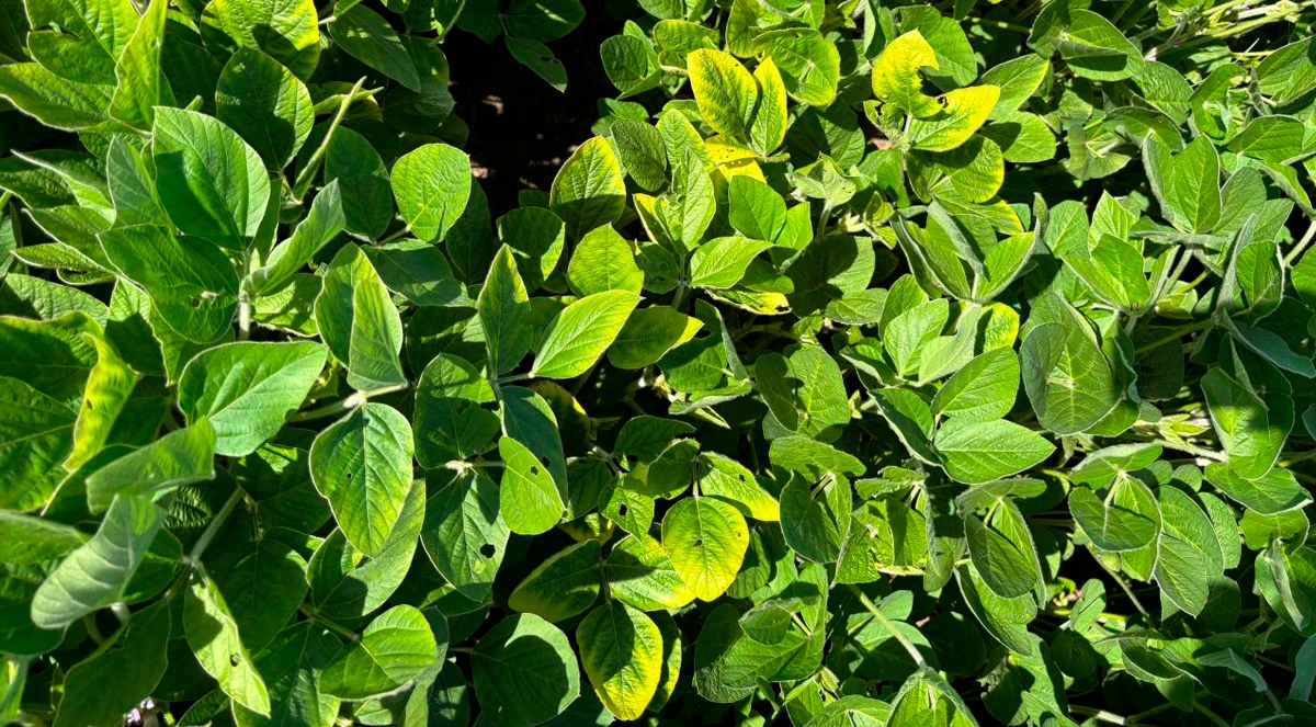 Soja, deficiência de potássio e desequilíbrio nutricional: quando economizar custa produtividade