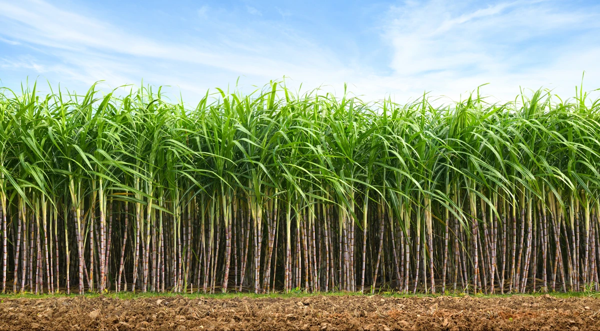 Óxidos de cálcio e magnésio trazem incremento de TCH e TAH
