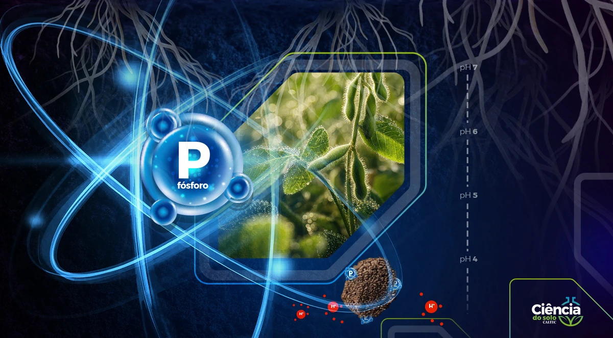 Fósforo no solo: por que a acidez limita seu aproveitamento pela planta?