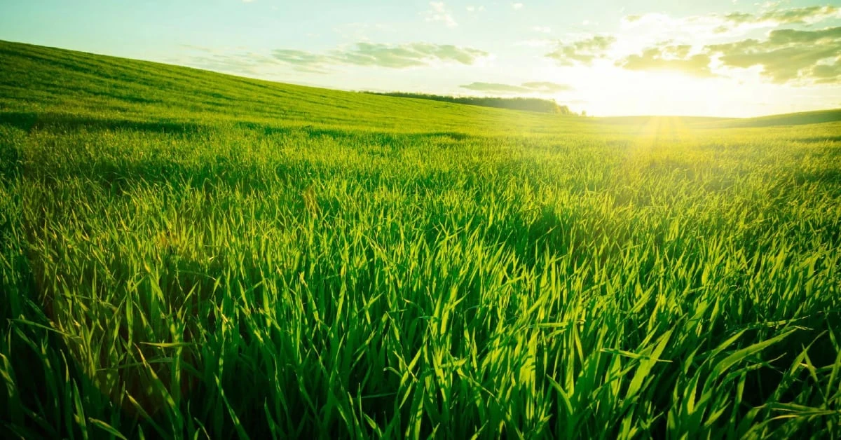 Custo-benefício do óxido de cálcio e magnésio na pastagem