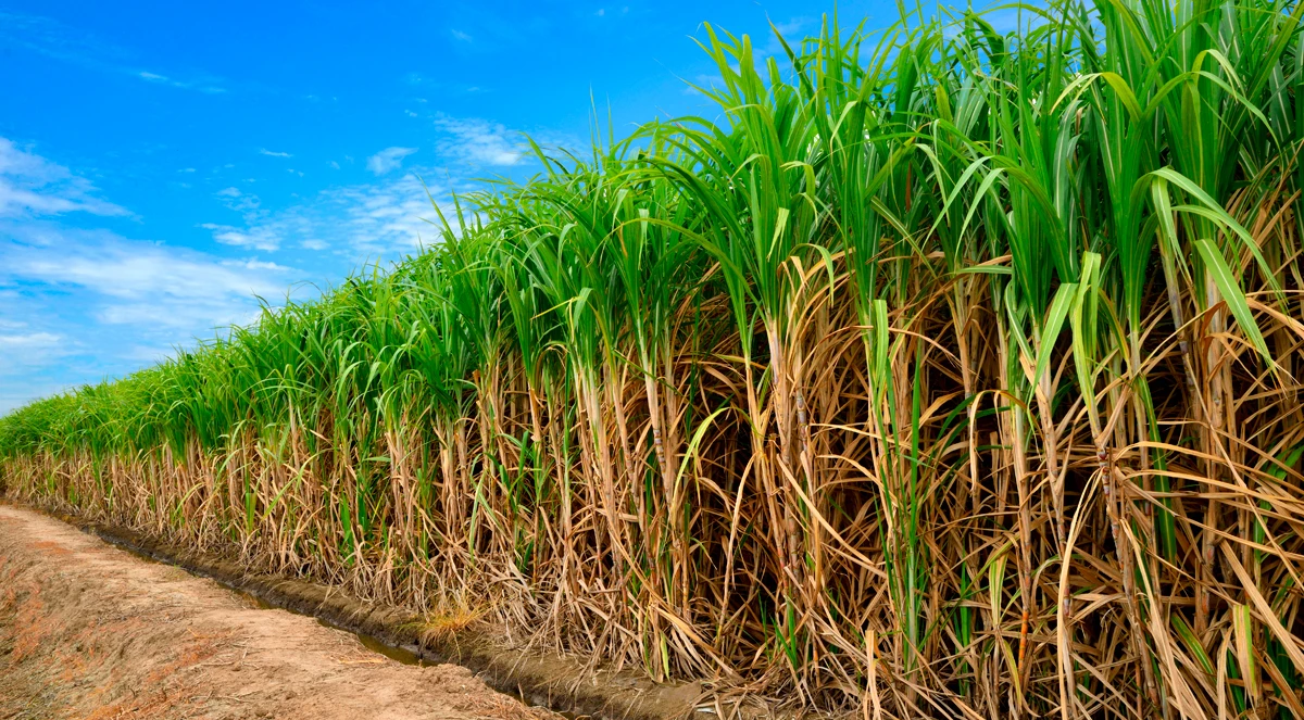 OxiFlux: eficiência nos 4 C’s da assertividade dos fertilizantes