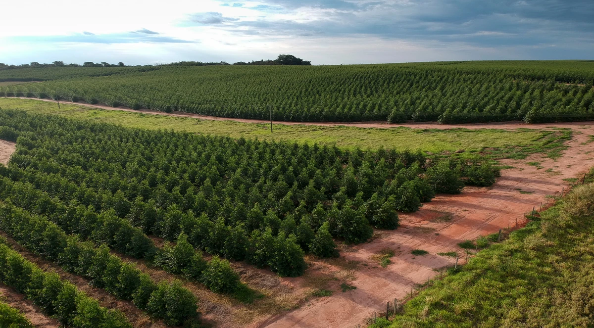 Nutrição de florestas plantadas e produtividade