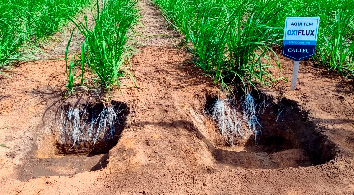 Raízes profundas aumentam produtividade da cana