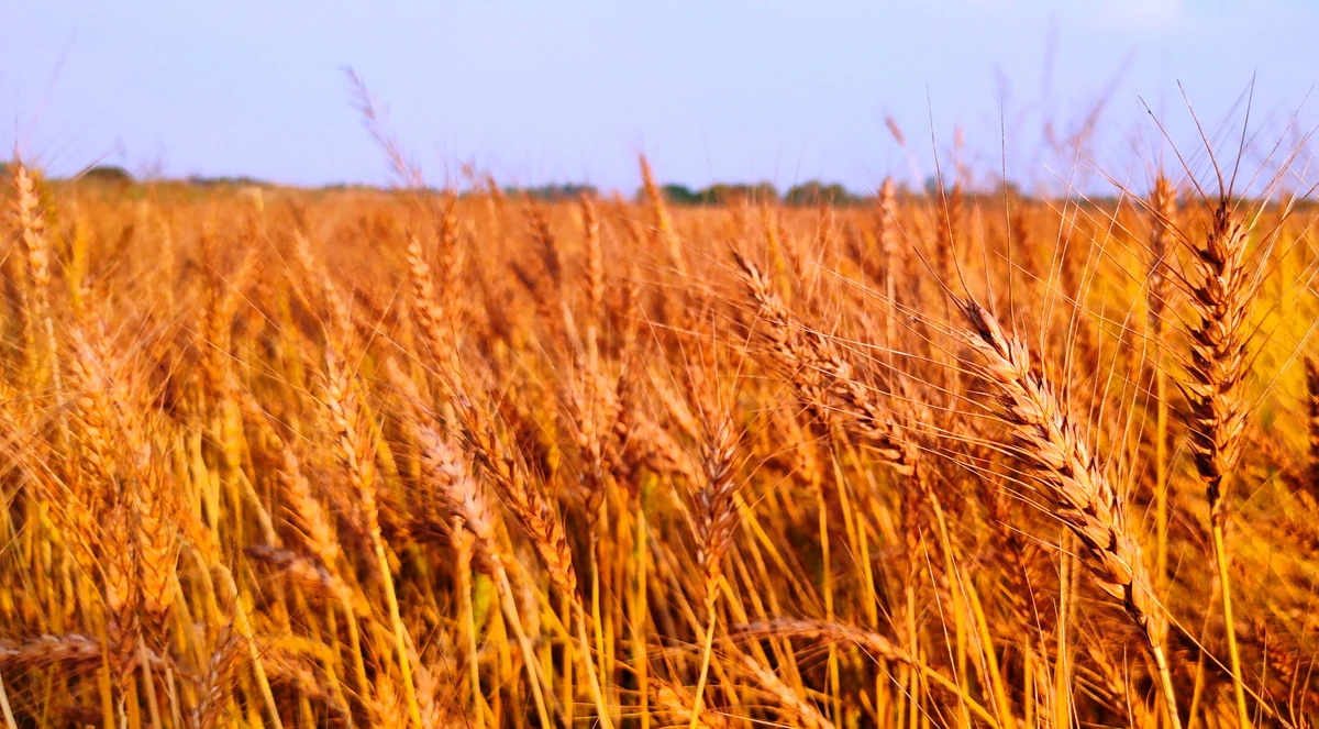 Adubação de sistema com ferticorretivos e plantas de cobertura