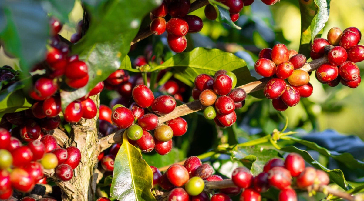 Cálcio, magnésio e enxofre: ganhos na produtividade do café
