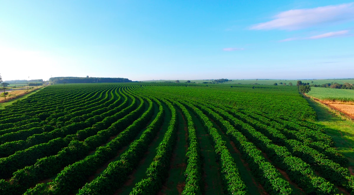Óxidos de cálcio e magnésio no cafeeiro: crescimento vegetativo
