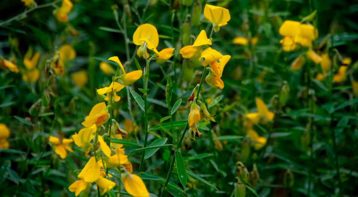 O papel das plantas de cobertura na agricultura regenerativa