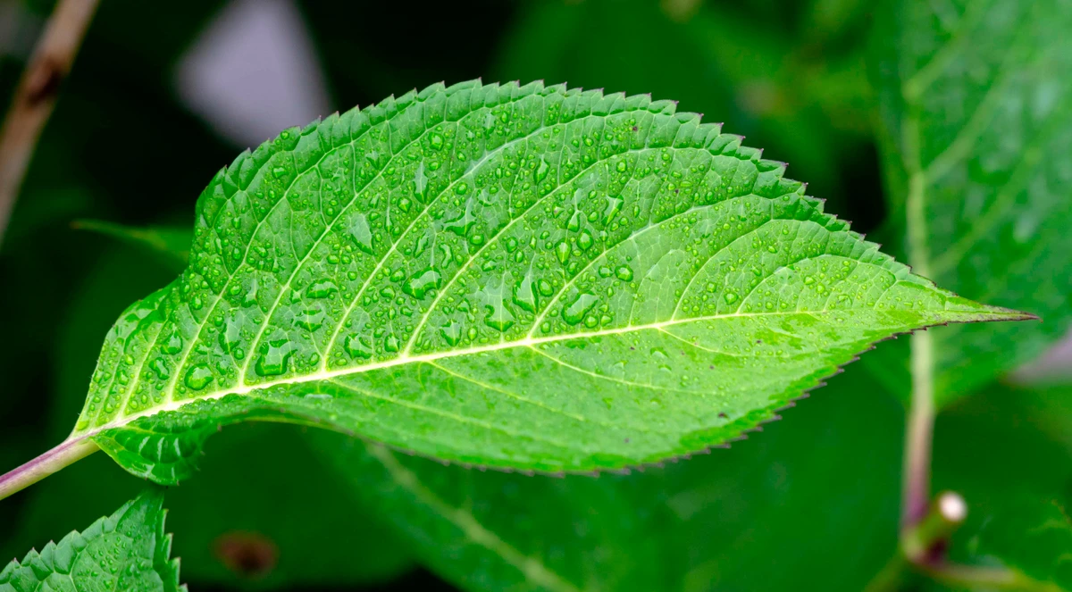 Magnésio na Agricultura: importância, funções e como corrigir deficiência