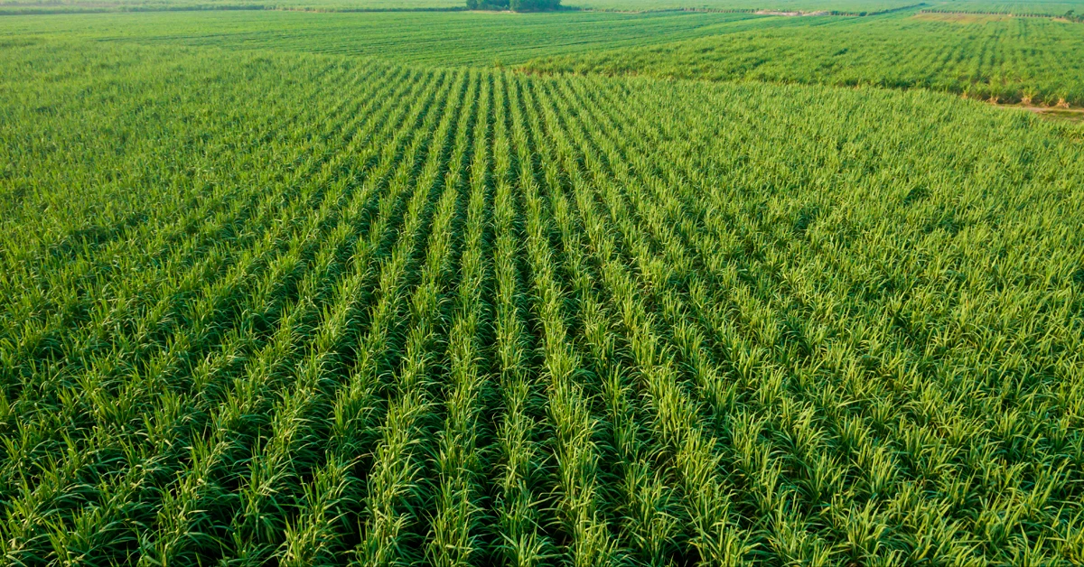 O papel do cálcio e magnésio na nutrição da cana-de-açúcar