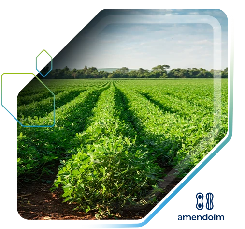 Amendoim  tem aumento de produtividade de +8,96 sc/ha