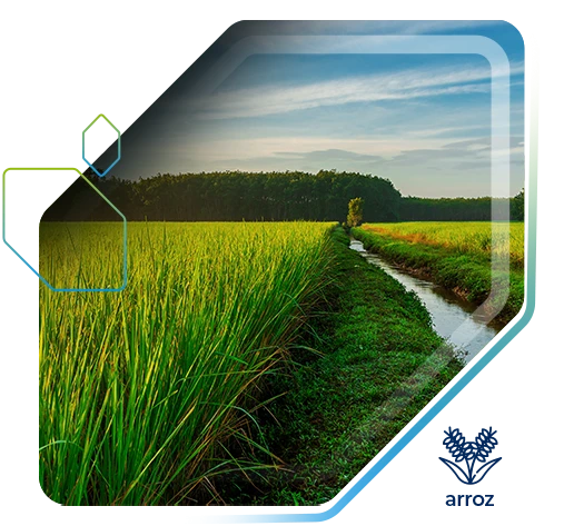 Arroz tem aumento de produtividade de +27,3 sc/alq