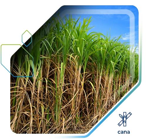 Cana-de-açúcar tem aumento de produtividade de 10,7 Ton/ha