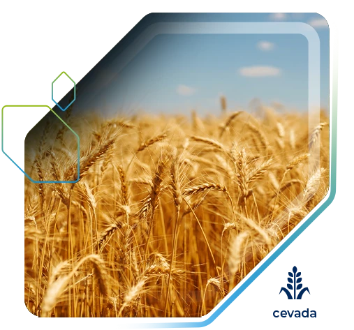 Ganho de 7,6 sc/ha na Cevada BRS Caue com Fertimacro