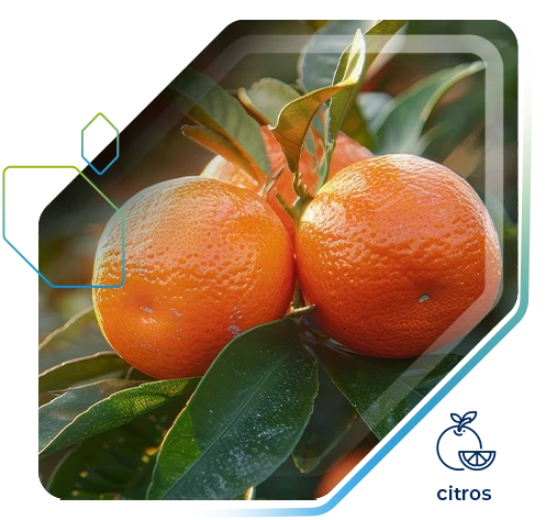 Laranja tem aumento de produtividade de 5060 sc/ha