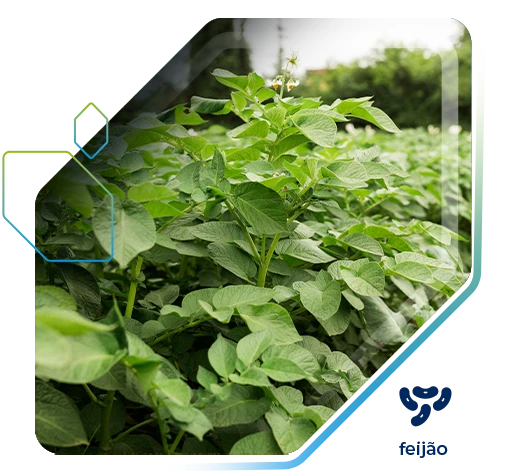 Feijão tem aumento de 7,4 sc/ha de produtividade