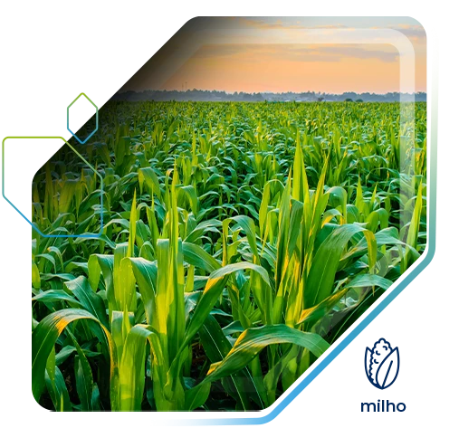 Aplicação do Fertimacro no milharal garante 16,6 sc/ha a mais para produtor