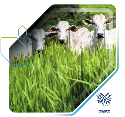 Pasto tem aumento de produtividade de +34,8 ton/ha