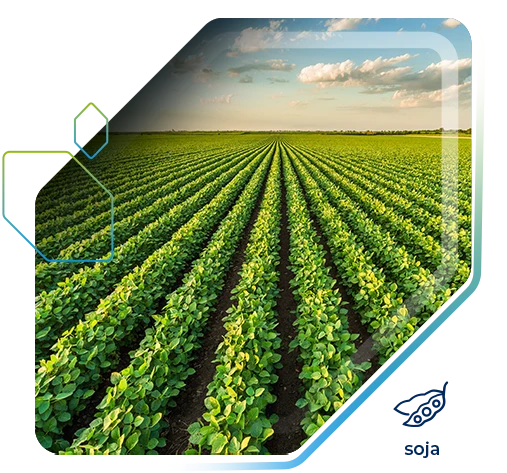 Soja tem aumento de produtividade de +21,8 sc/alq