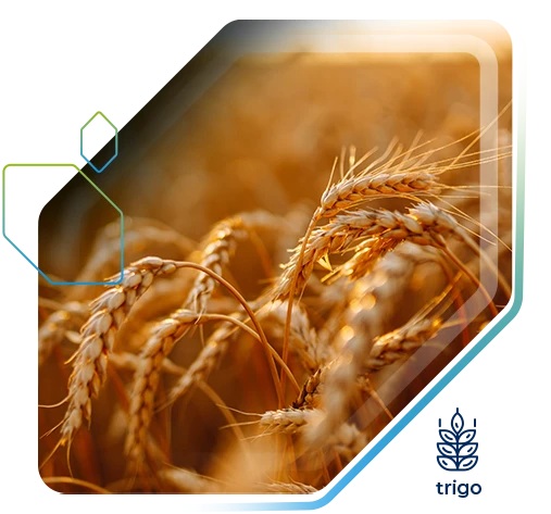 Ganho de mais de 10 sc/ha no Trigo Tbio Sossego com OxiFlux