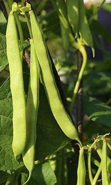 Resultados - Fertimacro + Oxiflux garante aumento de 20 sc/ha no feijão em SC