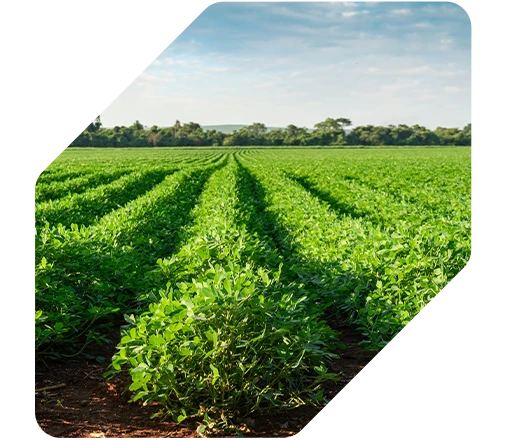 Amendoim teve aumento na produtividade de +32 sc/ha