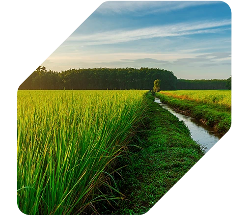 Arroz tem aumento de produtividade de +27,3 sc/alq