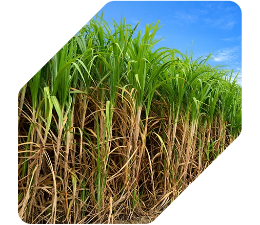 Aumento de produtividade na Cana-de-açúcar de +8 Ton/ha