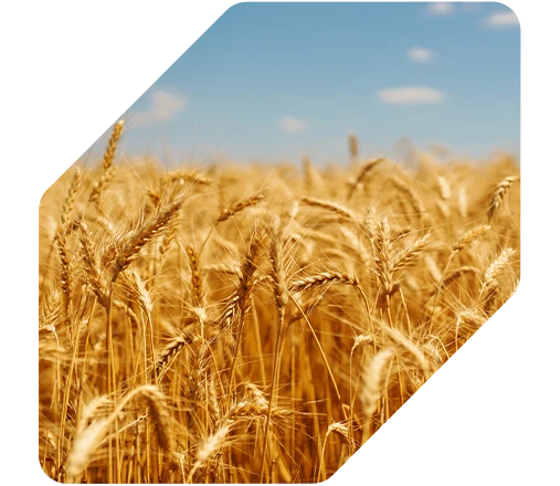 Resultados - Aumento de 8,1 sc/ha na Cevada BRS Caue com Fertimacro