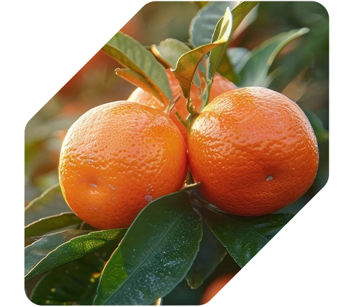 Resultados - Laranja tem aumento de produtividade de 5060 sc/ha