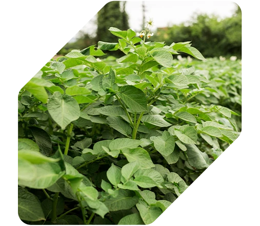 Resultados -  Fertimacro + Oxiflux garante aumento de 20 sc/ha no feijão em SC