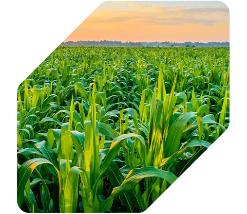 Milho tem aumento de produtividade de +20 sc/alq