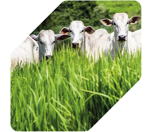 Resultados - Pasto tem aumento de produtividade de +34,8 ton/ha