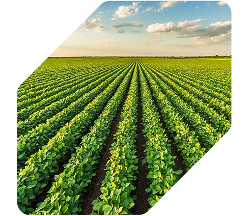 Soja tem aumento de produtividade de +6 sc/ha
