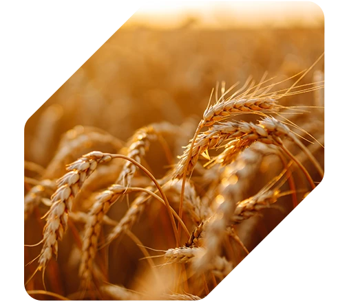 Resultados - Ganho de mais de 10 sc/ha no Trigo Tbio Sossego com OxiFlux