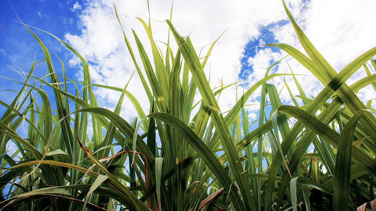 Produtividade da cana
